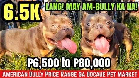 american bully price range philippines|What to Expect for American Bully Prices in the Philippines for 2021.